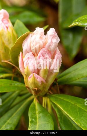 Rhododendron Nobleanum (groupe album), floraison en milieu d'hiver, portrait de fleurs naturelles en gros plan Banque D'Images