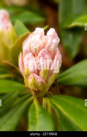 Rhododendron Nobleanum (groupe album), floraison en milieu d'hiver, portrait de fleurs naturelles en gros plan Banque D'Images