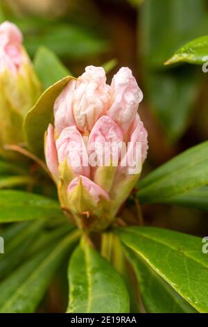 Rhododendron Nobleanum (groupe album), floraison en milieu d'hiver, portrait de fleurs naturelles en gros plan Banque D'Images