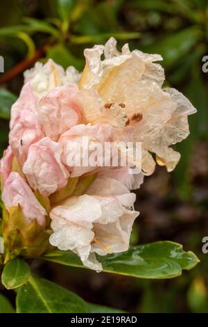 Rhododendron Nobleanum (groupe album), floraison en milieu d'hiver, portrait de fleurs naturelles en gros plan Banque D'Images