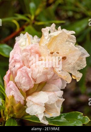 Rhododendron Nobleanum (groupe album), floraison en milieu d'hiver, portrait de fleurs naturelles en gros plan Banque D'Images