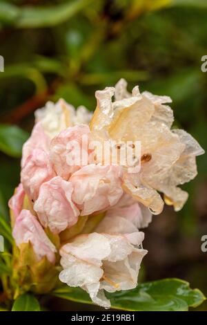 Rhododendron Nobleanum (groupe album), floraison en milieu d'hiver, portrait de fleurs naturelles en gros plan Banque D'Images
