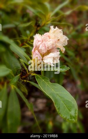 Rhododendron Nobleanum (groupe album), floraison en milieu d'hiver, portrait de fleurs naturelles en gros plan Banque D'Images