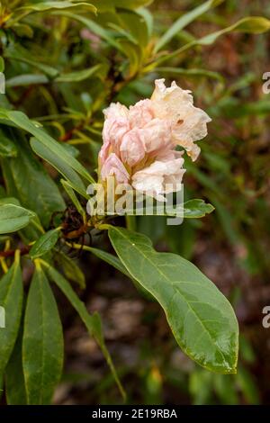 Rhododendron Nobleanum (groupe album), floraison en milieu d'hiver, portrait de fleurs naturelles en gros plan Banque D'Images