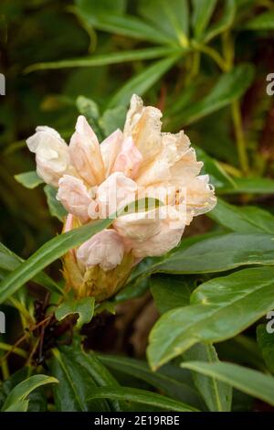 Rhododendron Nobleanum (groupe album), floraison en milieu d'hiver, portrait de fleurs naturelles en gros plan Banque D'Images