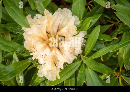 Rhododendron Nobleanum (groupe album) fleur et feuillage au milieu de l'hiver Banque D'Images