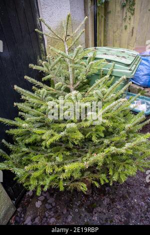 Arbre de Noël jeté appuyé contre quelques bacs en attente de collecte en janvier. Banque D'Images