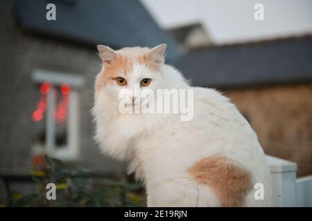Portrait de chat blanc d'Angora devant une maison en pierre le soir dans la rue Banque D'Images
