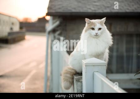Portrait de chat blanc d'angora assis devant une pierre maison le soir Banque D'Images