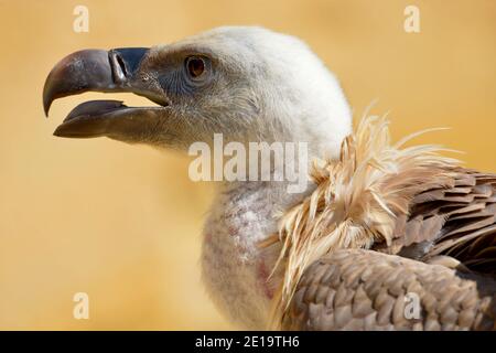 Portrait de la vautour de griffon (Gyps fulvus) vu du profil avec bec ouvert Banque D'Images
