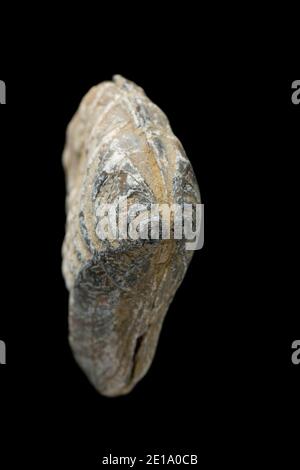 Une palourdes d'eau salée fossilisée de la famille des Trigononiidae qui a été ramassée sur la plage de Chesil. Arrière-plan noir. Dorset Angleterre GB Banque D'Images