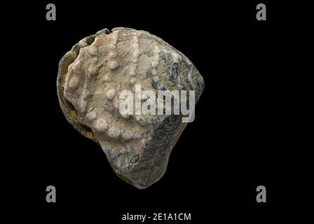 Une palourdes d'eau salée fossilisée de la famille des Trigononiidae qui a été ramassée sur la plage de Chesil. Arrière-plan noir. Dorset Angleterre GB Banque D'Images