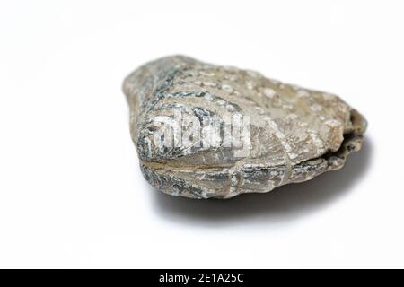 Une palourdes d'eau salée fossilisée de la famille des Trigononiidae qui a été ramassée sur la plage de Chesil. Arrière-plan blanc. Dorset Angleterre GB Banque D'Images