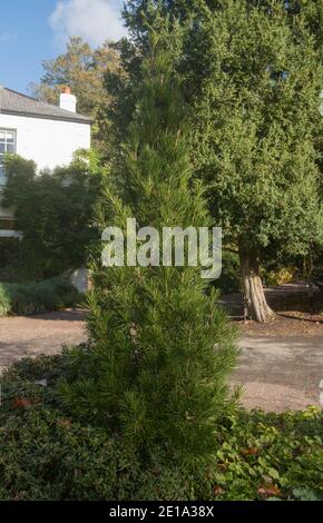 Feuillage d'automne d'un conifères Evergreen Parapluie Pine Tree (Sciadopitys verticillata) croissant dans un jardin dans le Devon rural, Angleterre, Royaume-Uni Banque D'Images