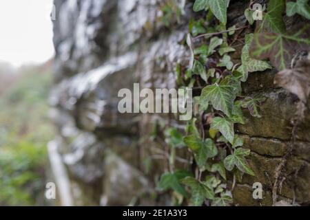 Ivy qui grandit sur le côté d'un mur de pierre. Banque D'Images