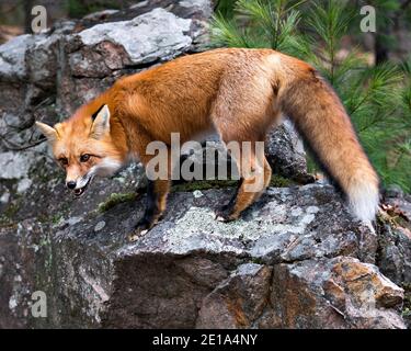 Vue rapprochée du profil du renard roux debout sur une grande roche de mousse avec un arrière-plan de pin dans son environnement et son habitat affichant la queue du renard, la bouche ouverte, Banque D'Images