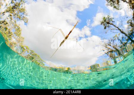 Gerridae, écumoire sur la surface de l'eau claire, Three Sisters, Kings Bay, Crystal River, Citrus County, Floride, États-Unis Banque D'Images