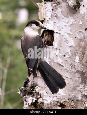 Vue en gros plan de Jay gris sur un tronc de bouleau avec un arrière-plan flou dans son environnement et son habitat, avec des ailes de plumage de plumes grises. Banque D'Images