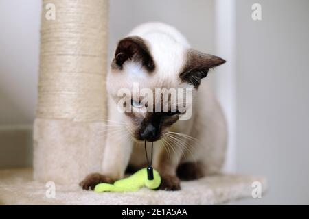 Un chat traditionnel Siamois Chocolate point de 6 mois tenant un jouet dans la bouche Banque D'Images