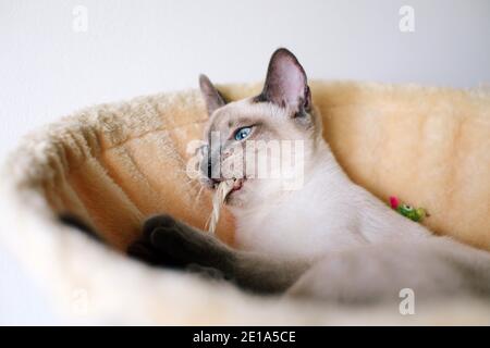 Chaton siamois traditionnel de 6 mois à Lilac point un lit tout en jouant et mâchant sur un jouet de chat Banque D'Images