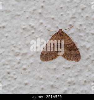 Operophtera brumata, Moth d'hiver sur le mur. Devon, Angleterre. Banque D'Images