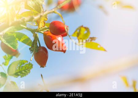 Close-up of dog-rose de baies. Dog rose fruits rosa canina . L'églantier sauvage dans la nature. Banque D'Images