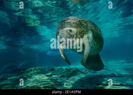 Trichechus manatus latirostris, lamantin indien de l'Ouest, Three Sisters, Kings Bay, Crystal River, Citrus County, Floride, États-Unis Banque D'Images