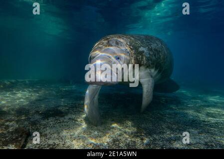 Trichechus manatus latirostris, lamantin indien de l'Ouest, Three Sisters, Kings Bay, Crystal River, Citrus County, Floride, États-Unis Banque D'Images