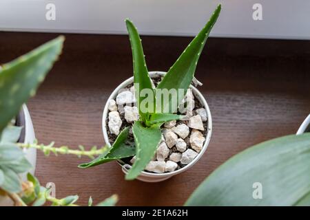 Un pot blanc de petit cactus est placé près d'une fenêtre dans un salon. Banque D'Images