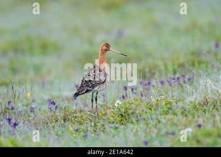 Mâle de la branche noire (Limosa limosa) dans la reproduction du plumage fourrager dans les prairies en été, Islande Banque D'Images