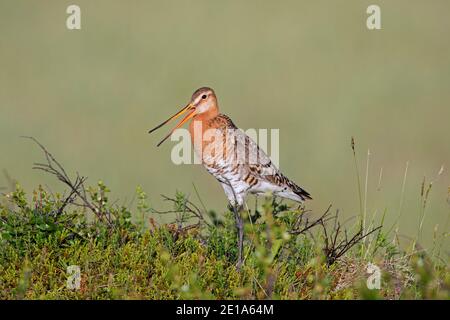 Mâle de la branche noire (Limosa limosa) dans le plumage reproducteur appelant dans les prairies en été, Islande Banque D'Images