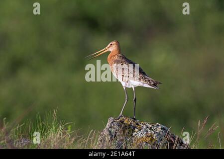 Mâle de la branche noire (Limosa limosa) dans le plumage de reproduction appelant de la roche dans les prairies en été, Islande Banque D'Images