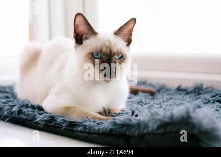 Un chat Siamois traditionnel de 6 mois de Chocolate point assis une fenêtre qui regarde devant vous Banque D'Images