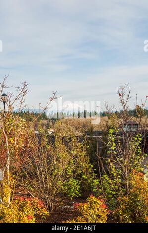 Mount St. Helens vu depuis le campus de la WSU (Washington State University) à Vancouver, Washington, Banque D'Images