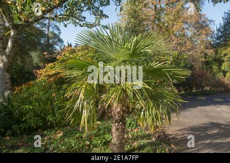 Feuillages d'automne d'un moulin à vent chinois Evergreen ou de la palmier Chusan (Trachycarpus fortunei) poussant dans un jardin dans le Devon rural, Angleterre, Royaume-Uni Banque D'Images