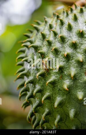 Nuageuse détaillée d'un soursop encore accroché à l'arbre montrant sa coquille dure et épaisse beaucoup d'épines Banque D'Images