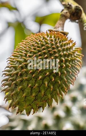 Nuageuse détaillée d'un soursop encore accroché à l'arbre montrant sa coquille dure et épaisse beaucoup d'épines Banque D'Images