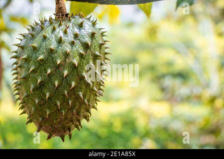 Nuageuse détaillée d'un soursop encore accroché à l'arbre montrant sa coquille dure et épaisse beaucoup d'épines Banque D'Images