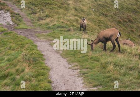 Groupe de Tatra chamois, rupicapra rupicapra tatrica paissant debout sur un sentier de randonnée dans la prairie de montagne d'été dans le parc national de Low Tatras en Slovaquie Banque D'Images