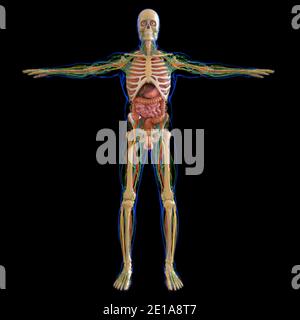 Human Anatomy for Medical concept Illustration 3D Banque D'Images