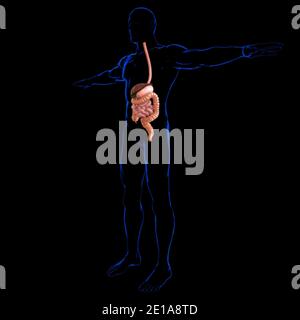 Human Digestive System Anatomy For Medical Concept 3D Illustration Banque D'Images