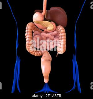 Système digestif humain Anatomy for Medical concept 3D Illustration Banque D'Images