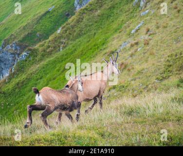 Gros plan adulte et jeune Tatra chamois, rupicapra rupicapra tatrica marchant sur un pré de montagne d'été dans le parc national de Low Tatras en Slovaquie. Sauvage Banque D'Images