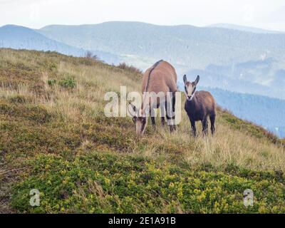Gros plan adulte et jeune Tatra chamois, rupicapra rupicapra tatrica debout sur un pré de montagne d'été dans le parc national de Low Tatras en Slovaquie. Sauvage Banque D'Images