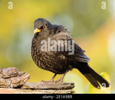 Blackbird, Turdidae, perching over a British Garden janvier 2020 Banque D'Images