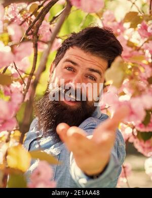 De bonne humeur. Fleur de sakura rose fleurit au printemps. Les hommes avec barbe et moustache aiment le printemps. Hipster dans la fleur de sakura. Hipster mûr brutal en cerisier. L'homme barbu aime la fleur de sakura. Banque D'Images