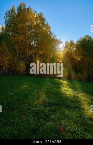 Automne dans la forêt. Feuilles jaunrées sur un bouleau. Les rayons du soleil chauds traversent le feuillage. Au premier plan, il y a de l'herbe verte pour un heureux Banque D'Images