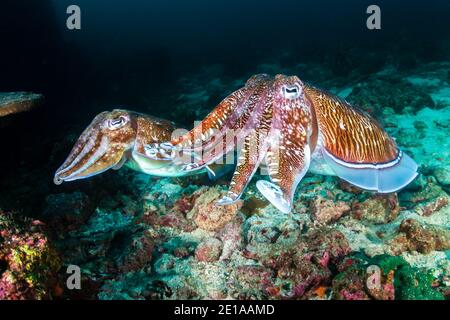 Une paire de Cuttlefish sur un récif de corail sombre Dans la mer d'Andaman (Rocher Richelieu) Banque D'Images