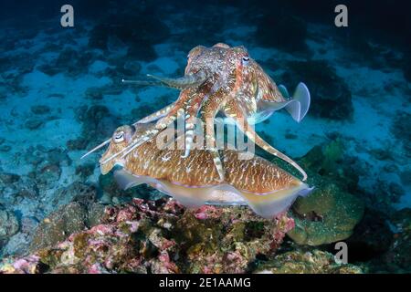 Une paire de Cuttlefish sur un récif de corail sombre Dans la mer d'Andaman (Rocher Richelieu) Banque D'Images