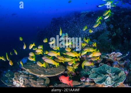 École de vivaneau à rayures bleues colorées sur un corail tropical récif dans la mer d'Andaman en Thaïlande Banque D'Images